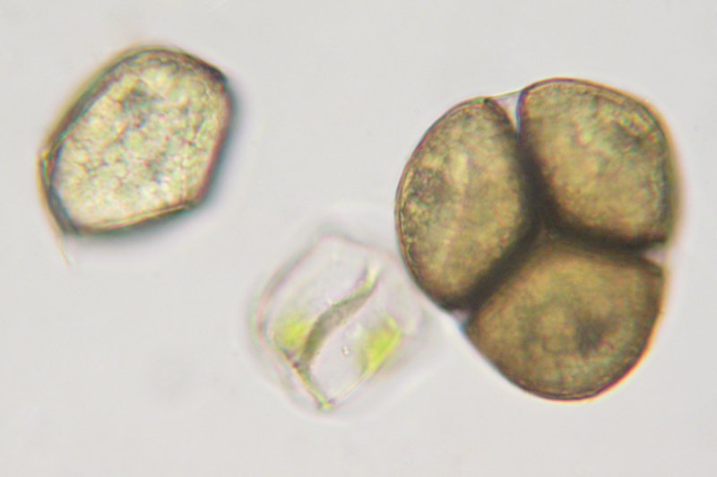 Notothylas orbicularis